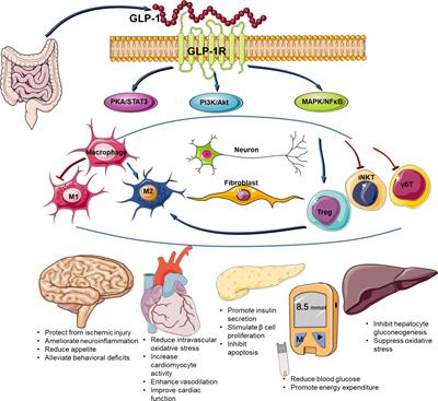 GLP-1 receptor agonist as a modulator of innate immunity